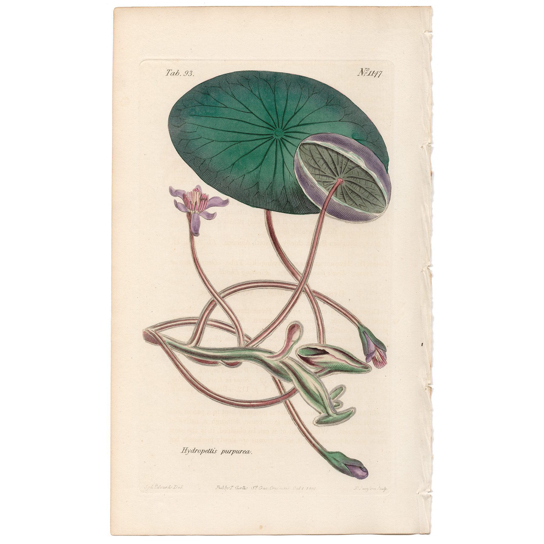 Curtis Plate 93 Purple-flowered Water-Target