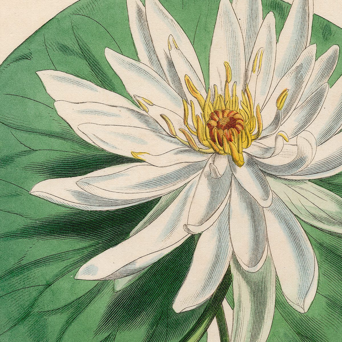 Curtis Plate 103 Sweet-scented Water-Lily - Image 2