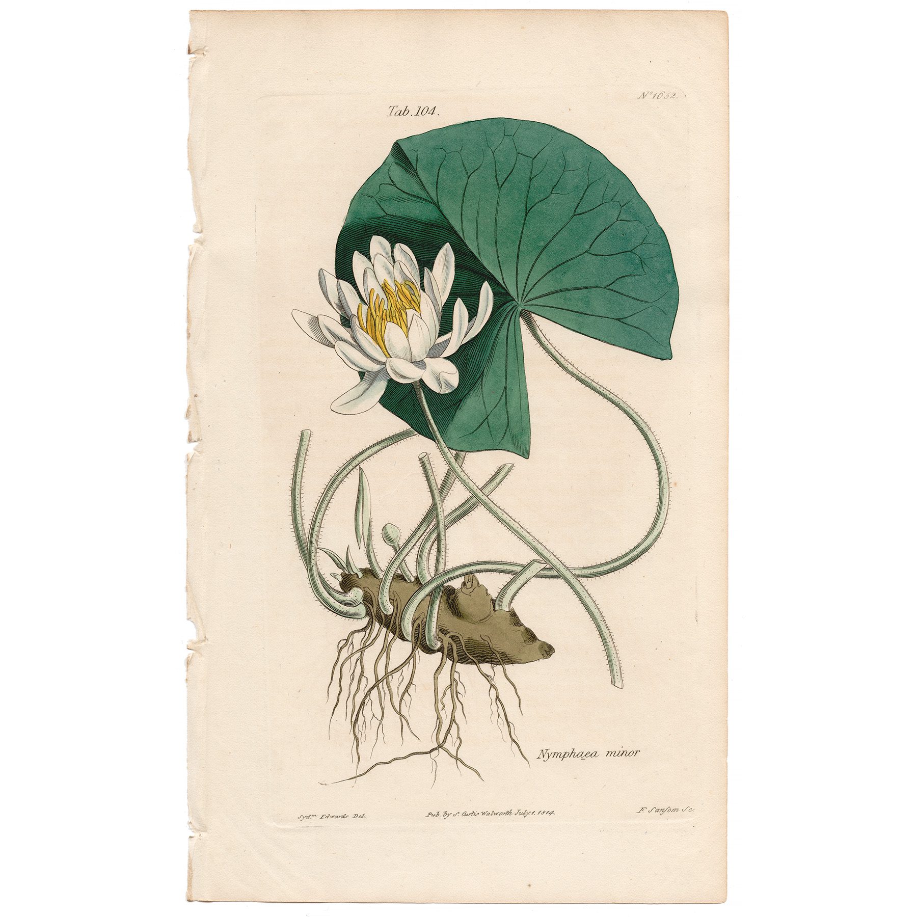 Curtis Plate 104 Lesser Sweet-scented Water-Lily