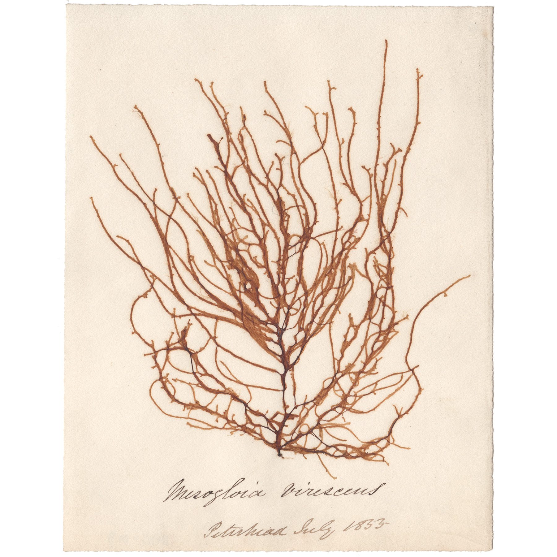 Mesogloia virescens Antique Sea Algae Herbarium