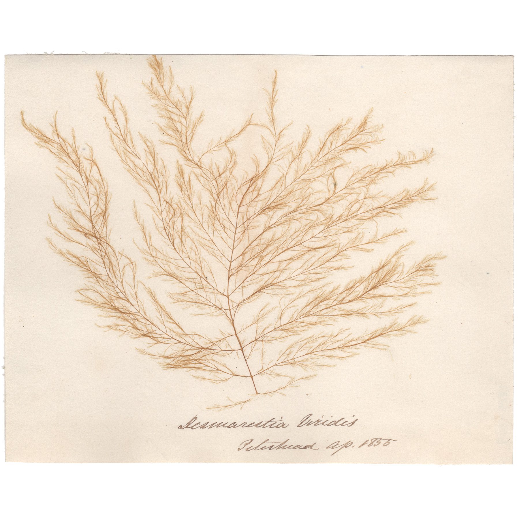 Desmarestia viridis Antique Sea Algae Herbarium
