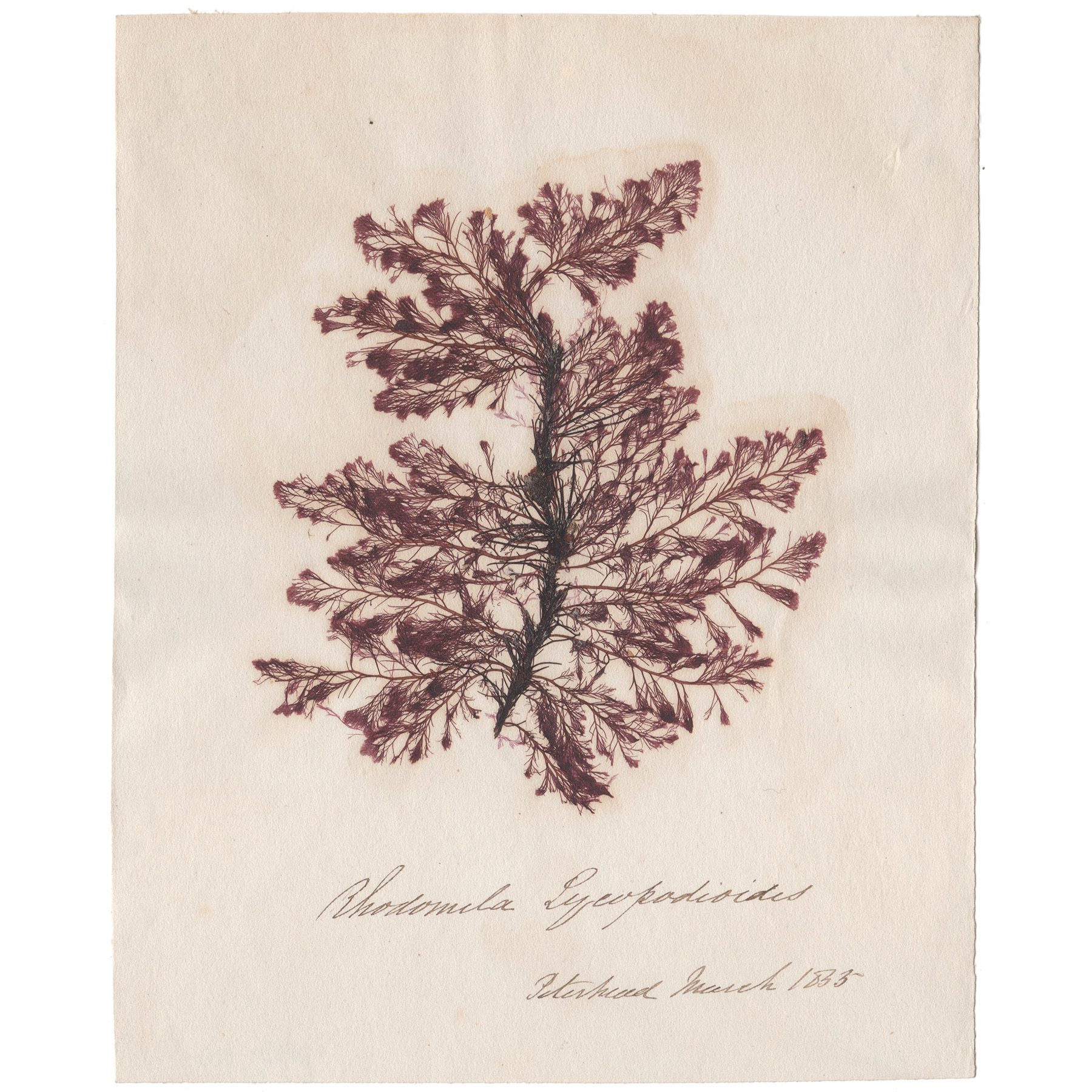 Rhodomela lycopodioides Antique Sea Algae Herbarium