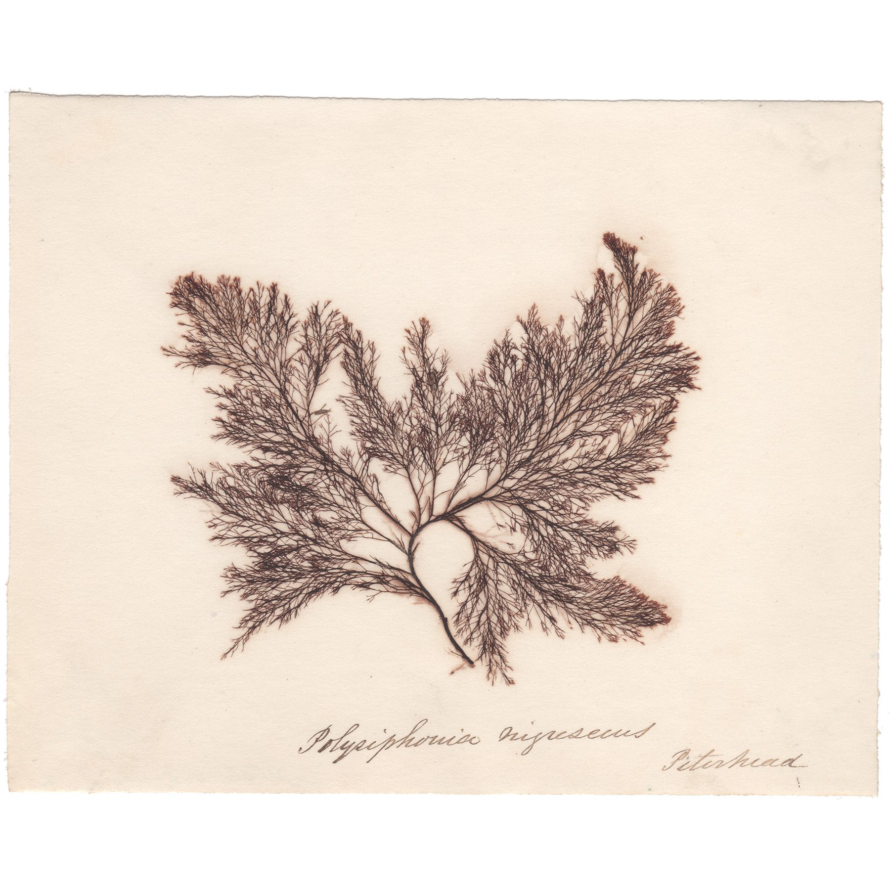 Polysiphonia nigrescens Antique Sea Algae Herbarium