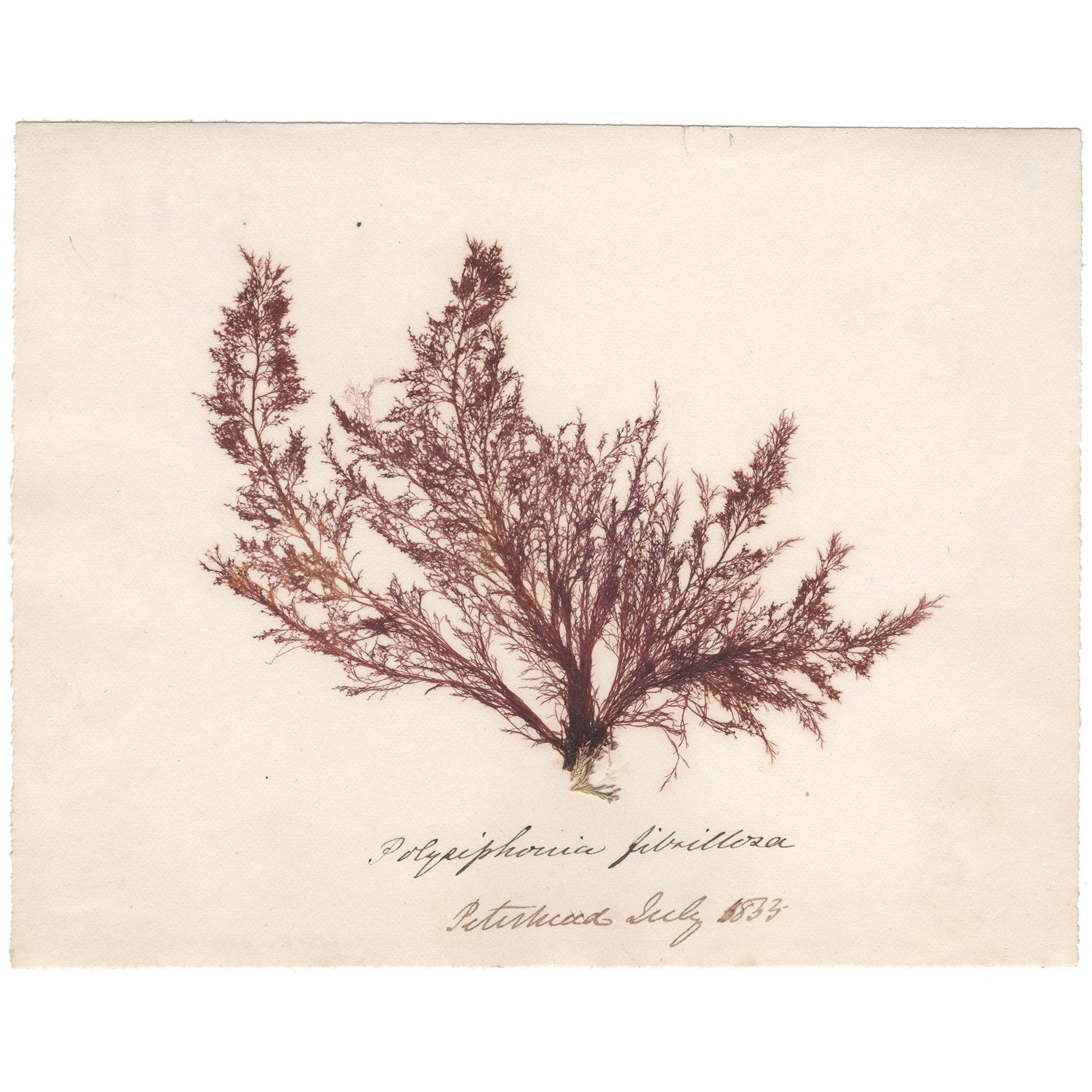 Polysiphonia fibrillosa Antique Sea Algae Herbarium
