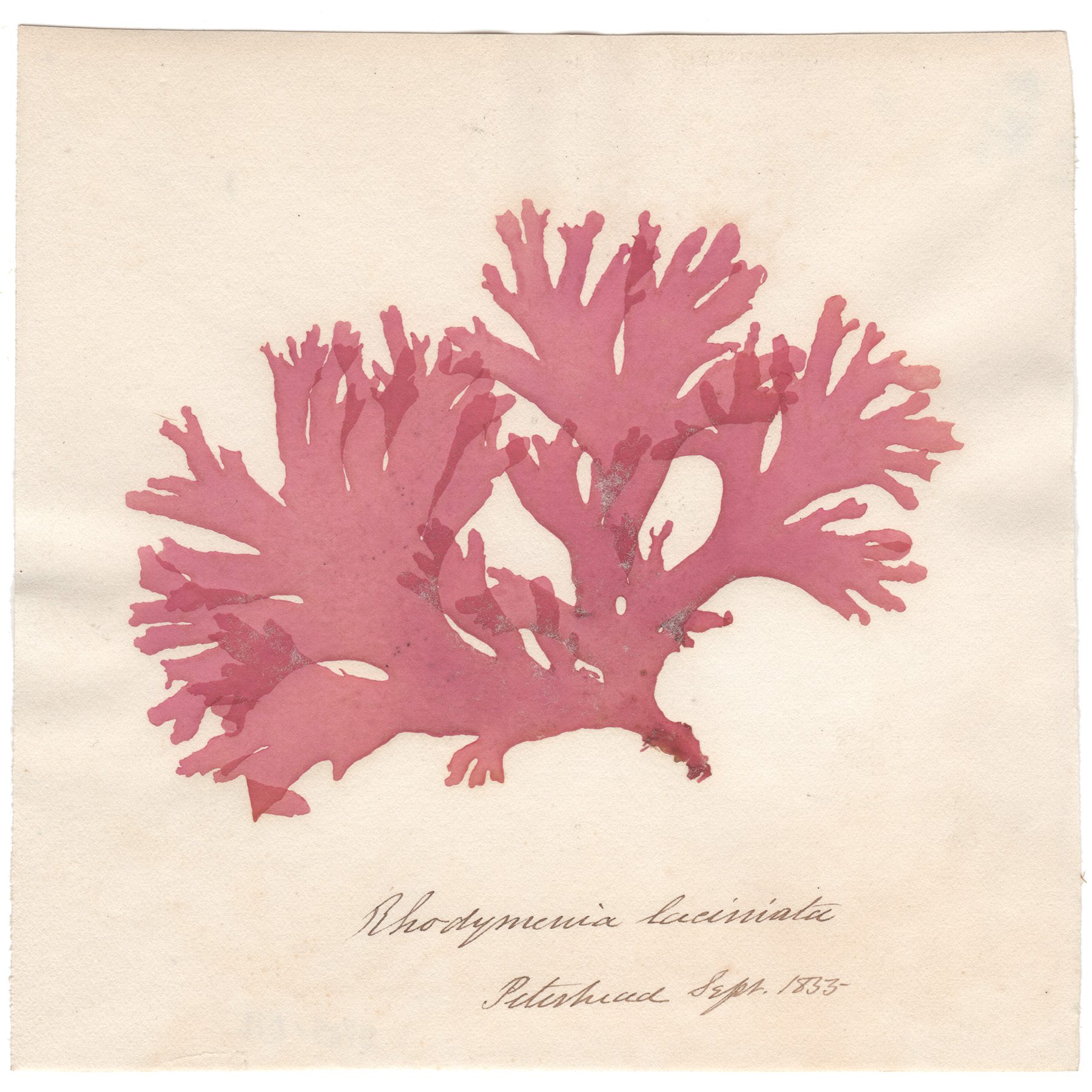 Rhodymenia laciniata Antique Sea Algae Herbarium