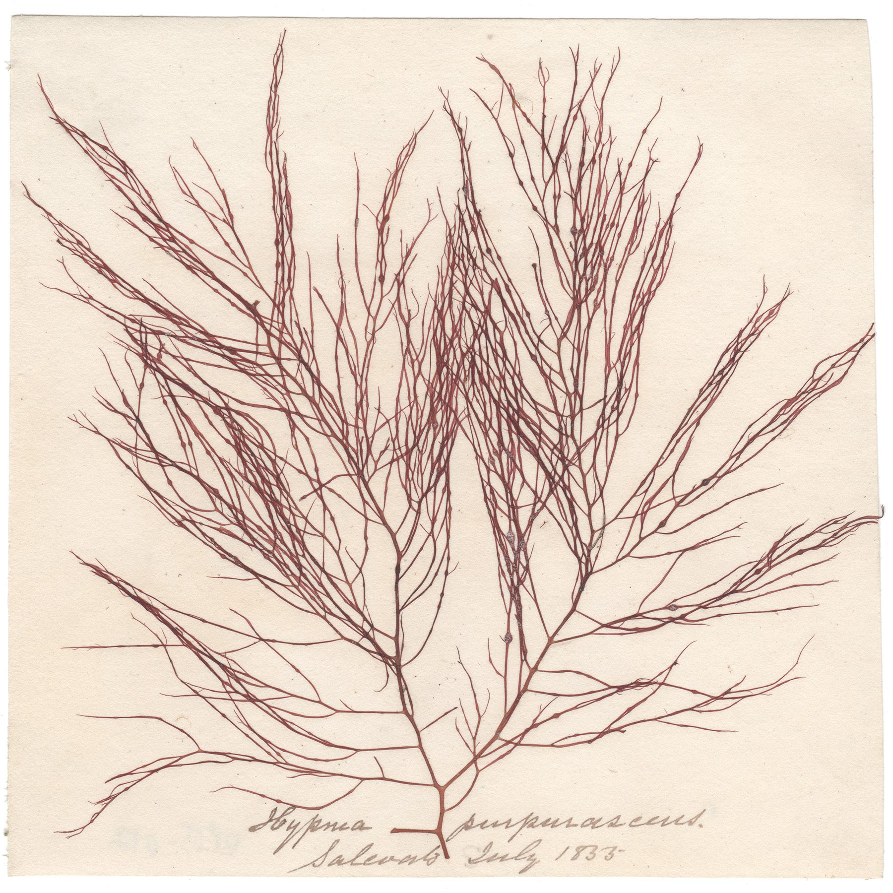 Hypma purpurascens Antique Sea Algae Herbarium
