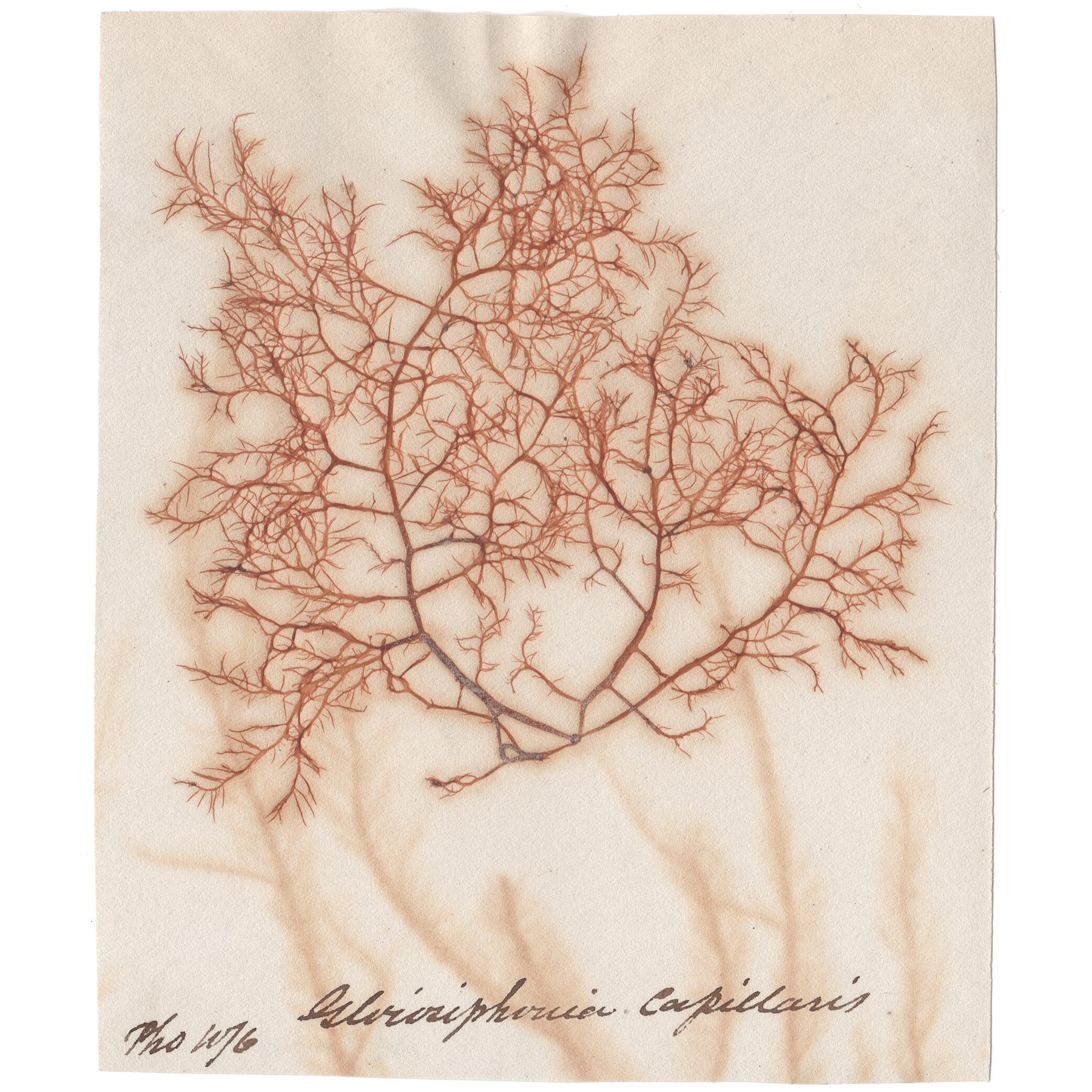 Glossophobia capillaris Antique Sea Algae Herbarium