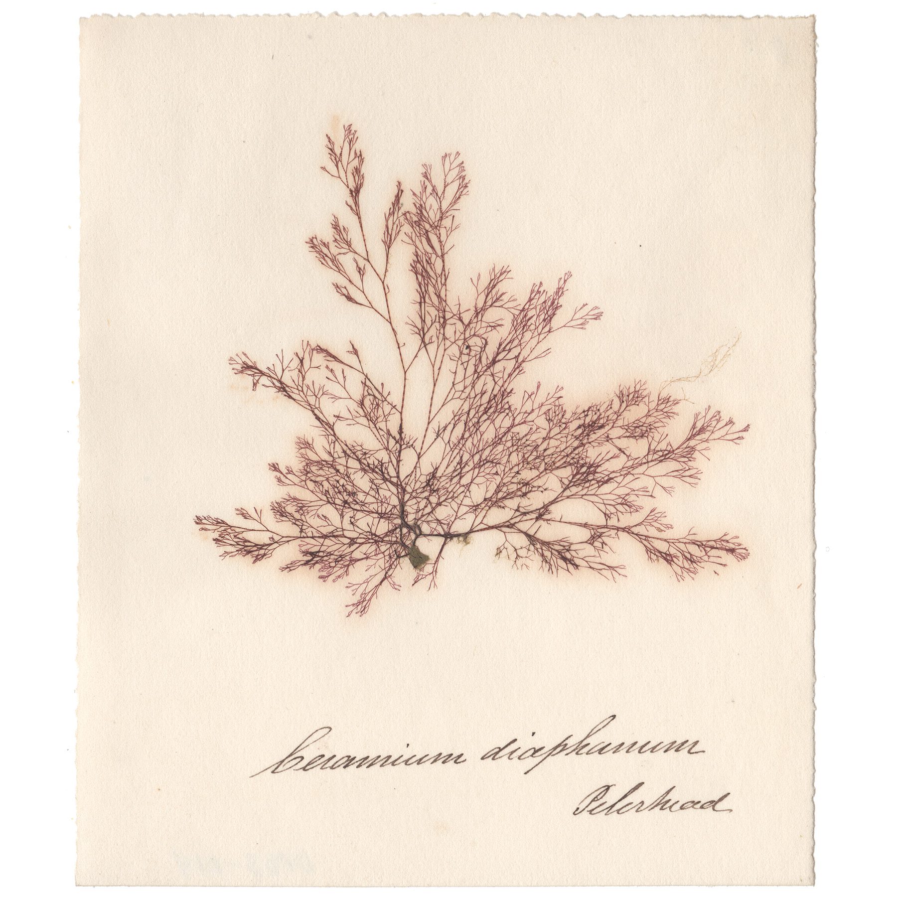 Ceramium diaphanum Antique Sea Algae Herbarium