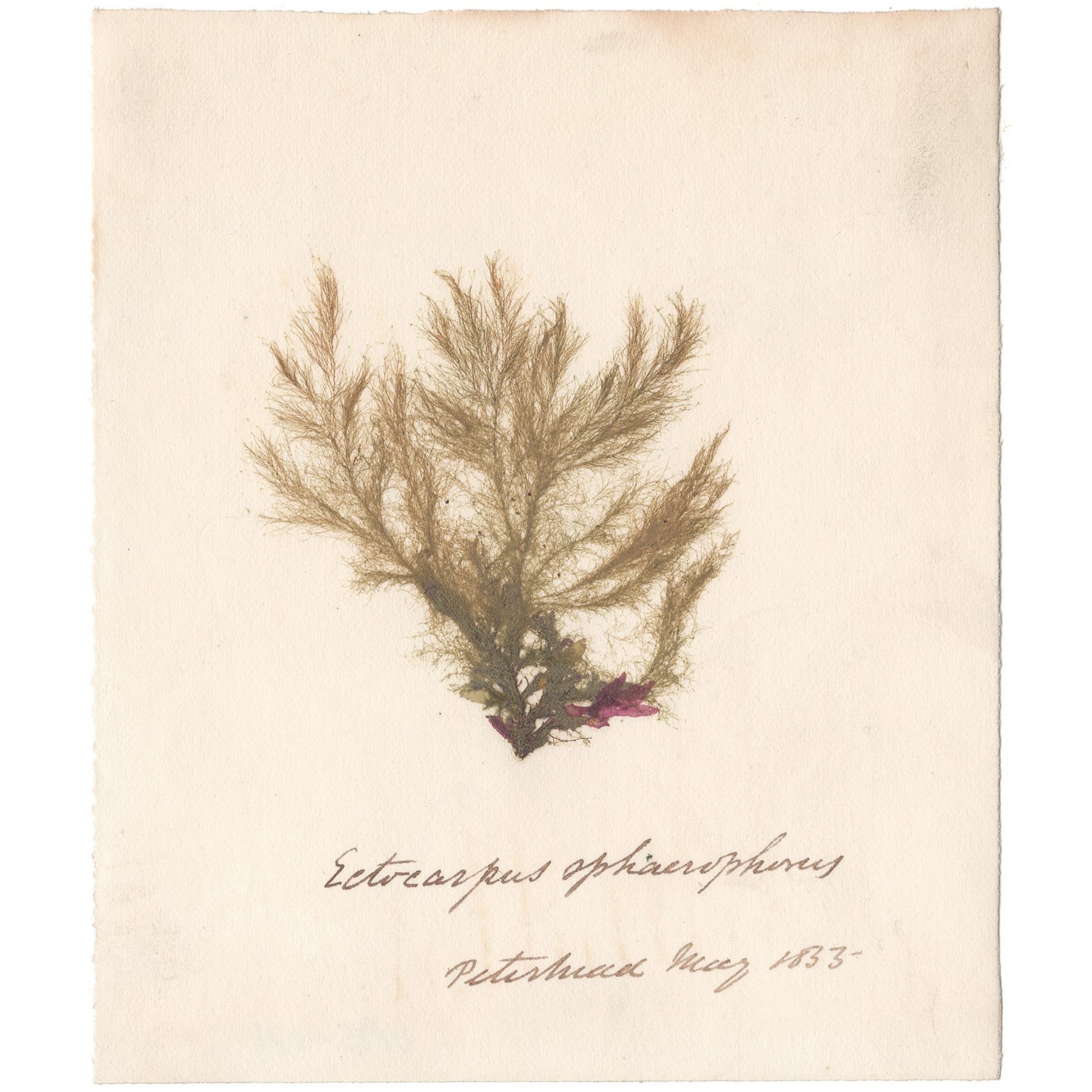 Ectocarpus sphaerophorus Antique Sea Algae Herbarium