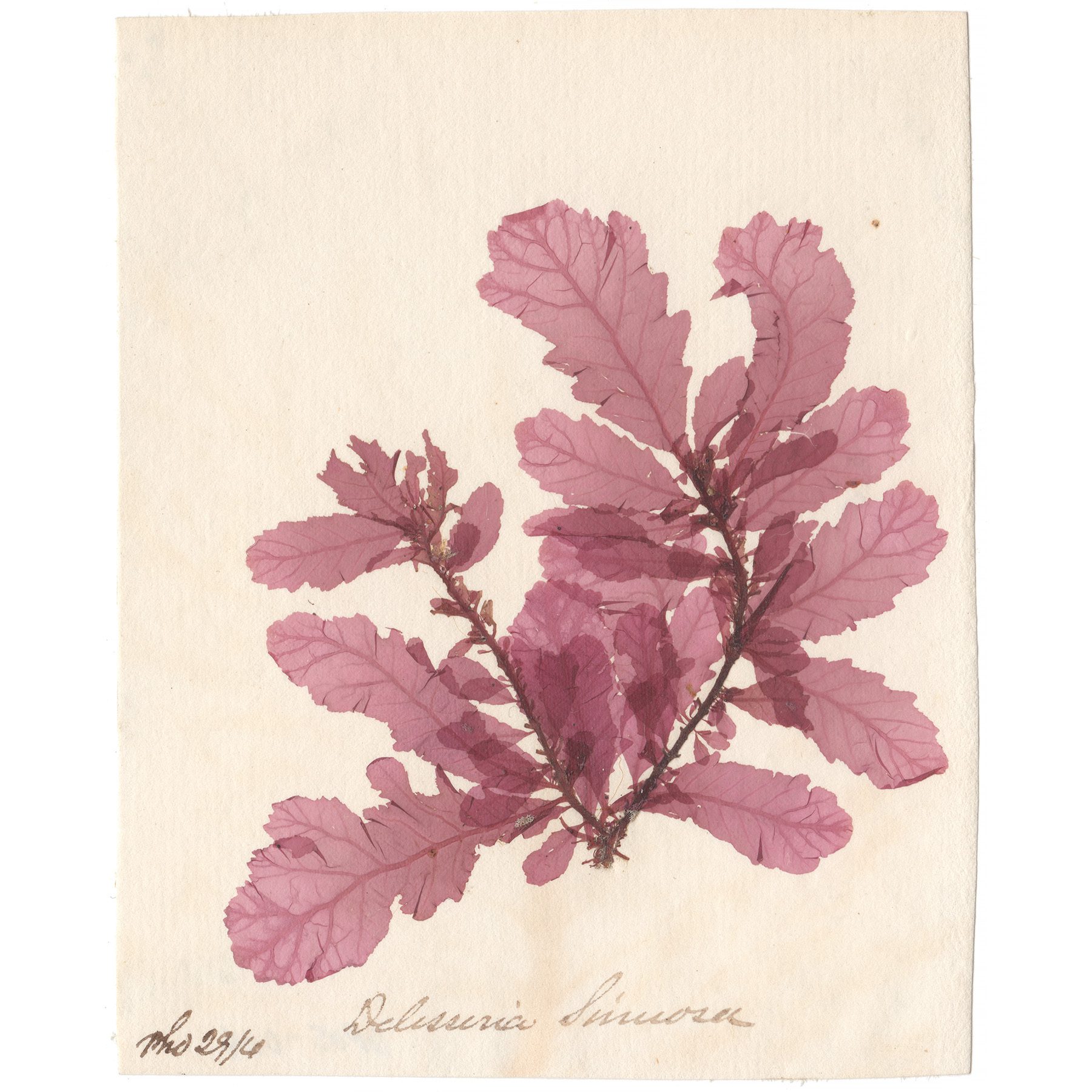 Delesseria sinuosa Antique Sea Algae Herbarium