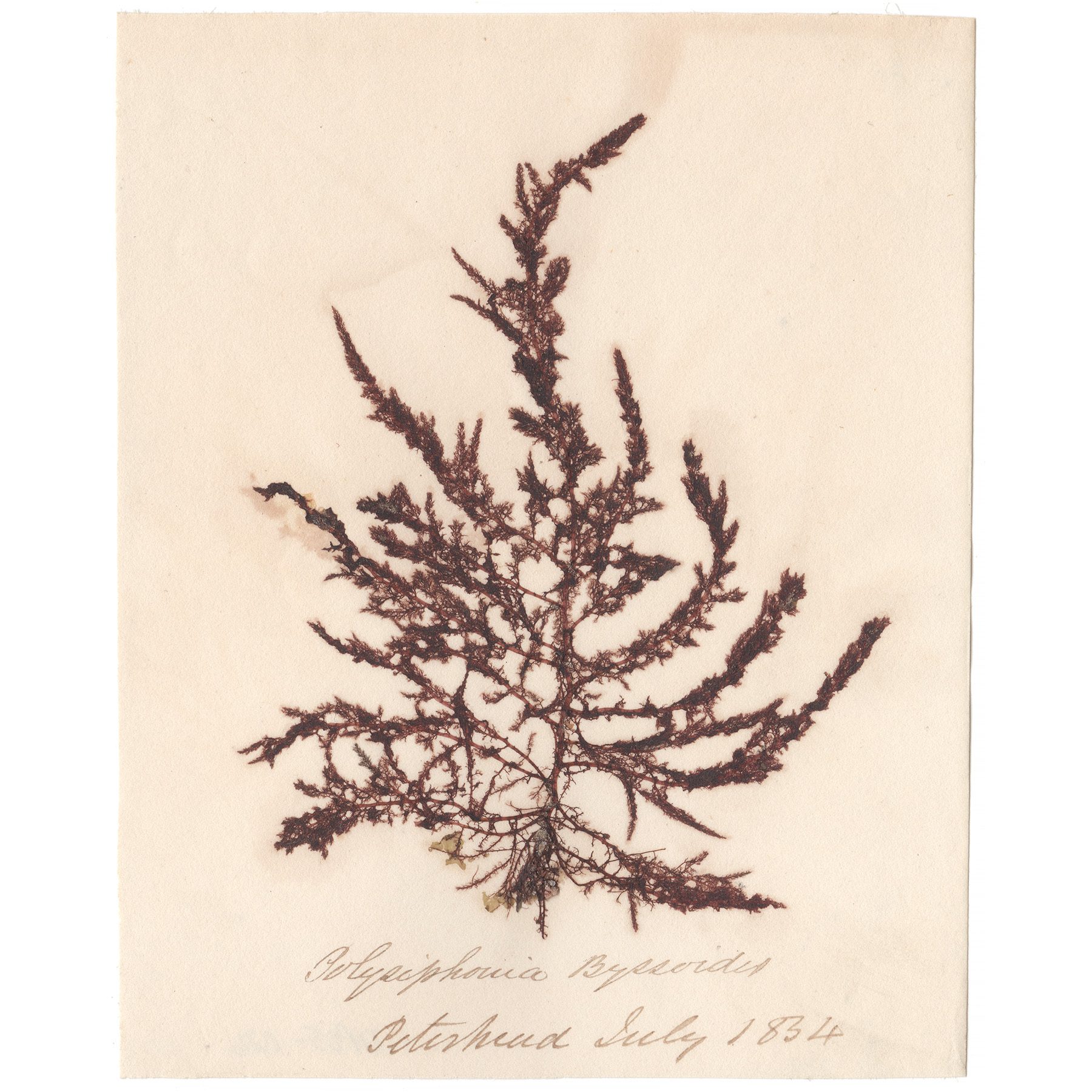 Polysiphonia byssoides Antique Sea Algae Herbarium