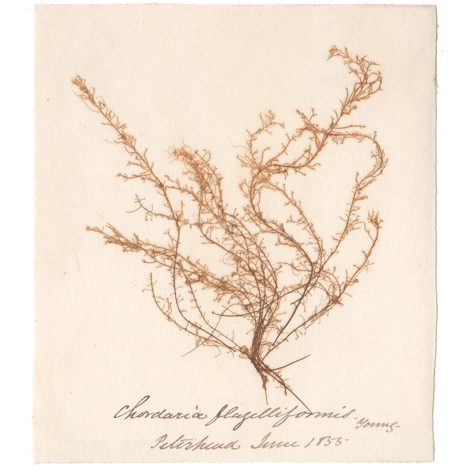 Chordaria flagelliformis Antique Sea Algae Herbarium