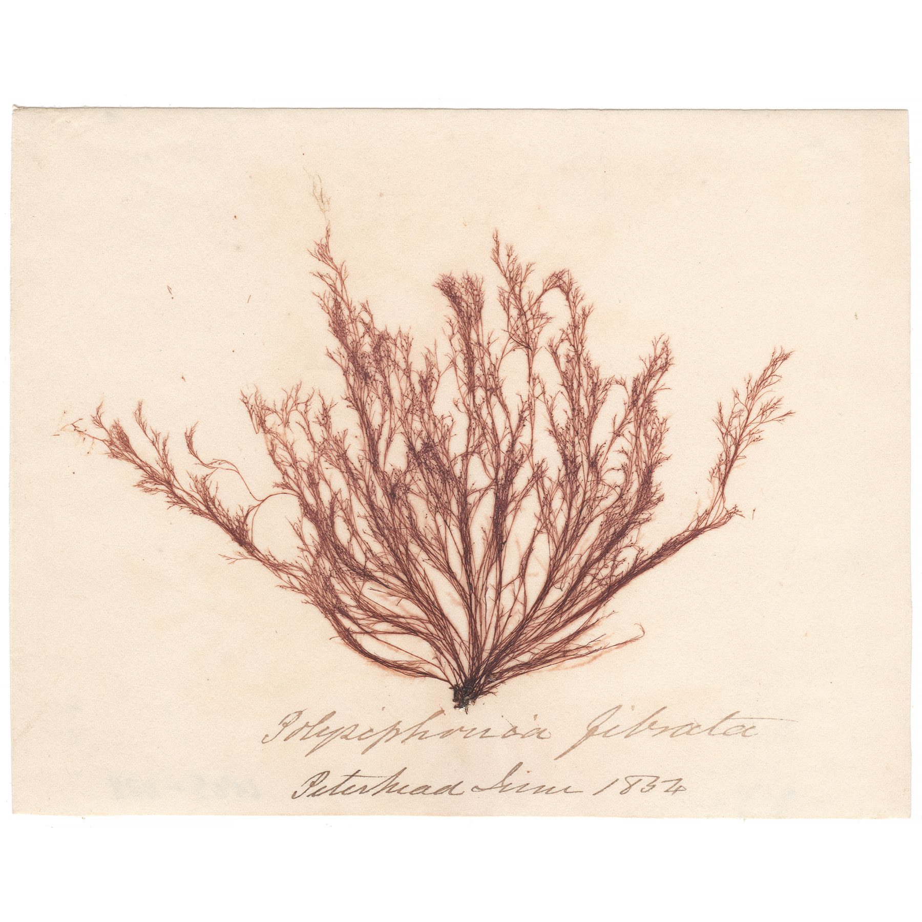 Polysiphonia fibrata Antique Sea Algae Herbarium