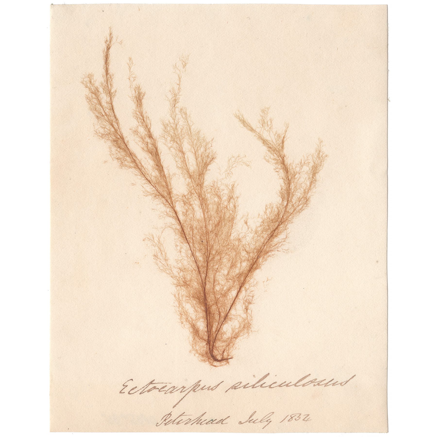 Ectocarpus siliculosus Antique Sea Algae Herbarium
