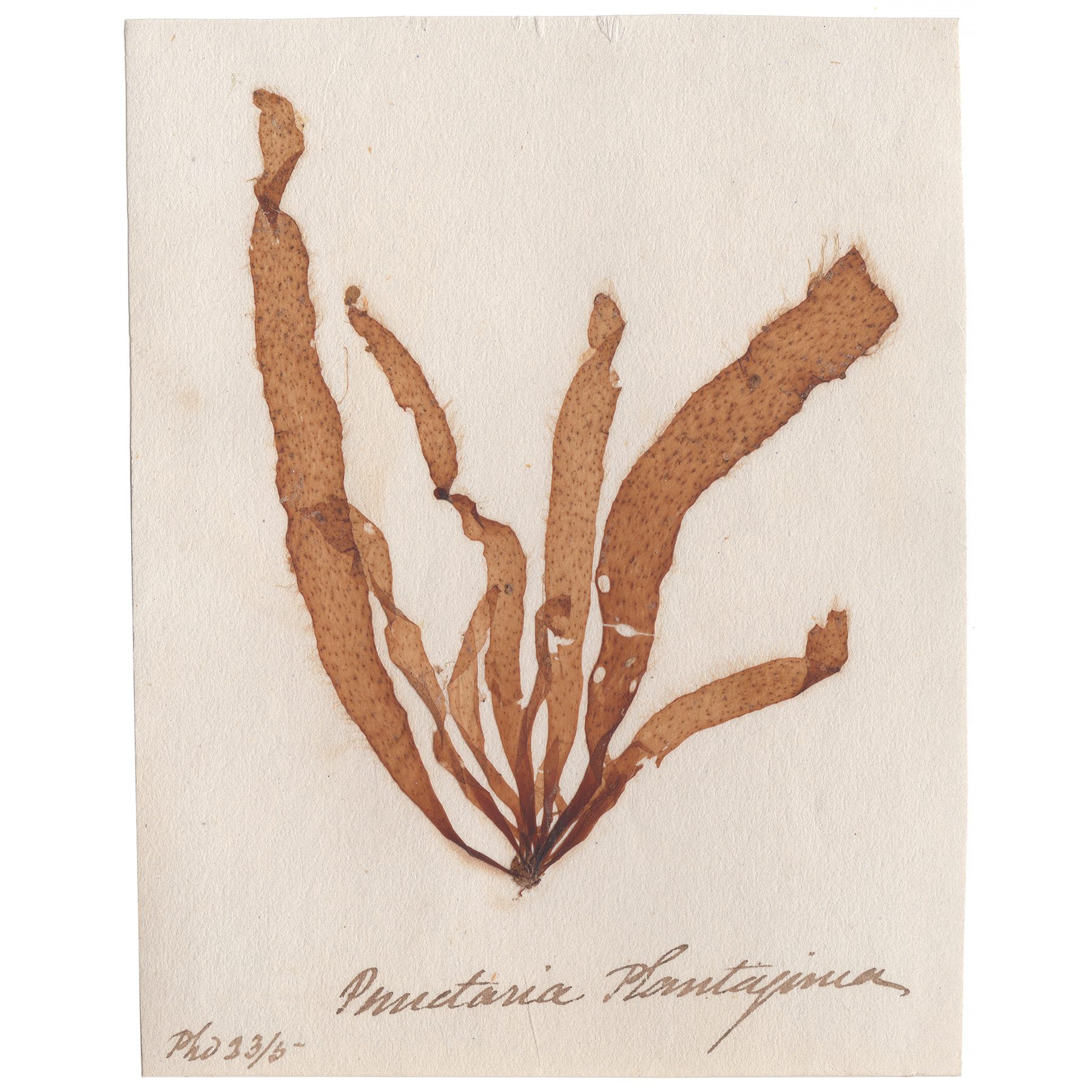 Punctaria plantaginea Antique Sea Algae Herbarium