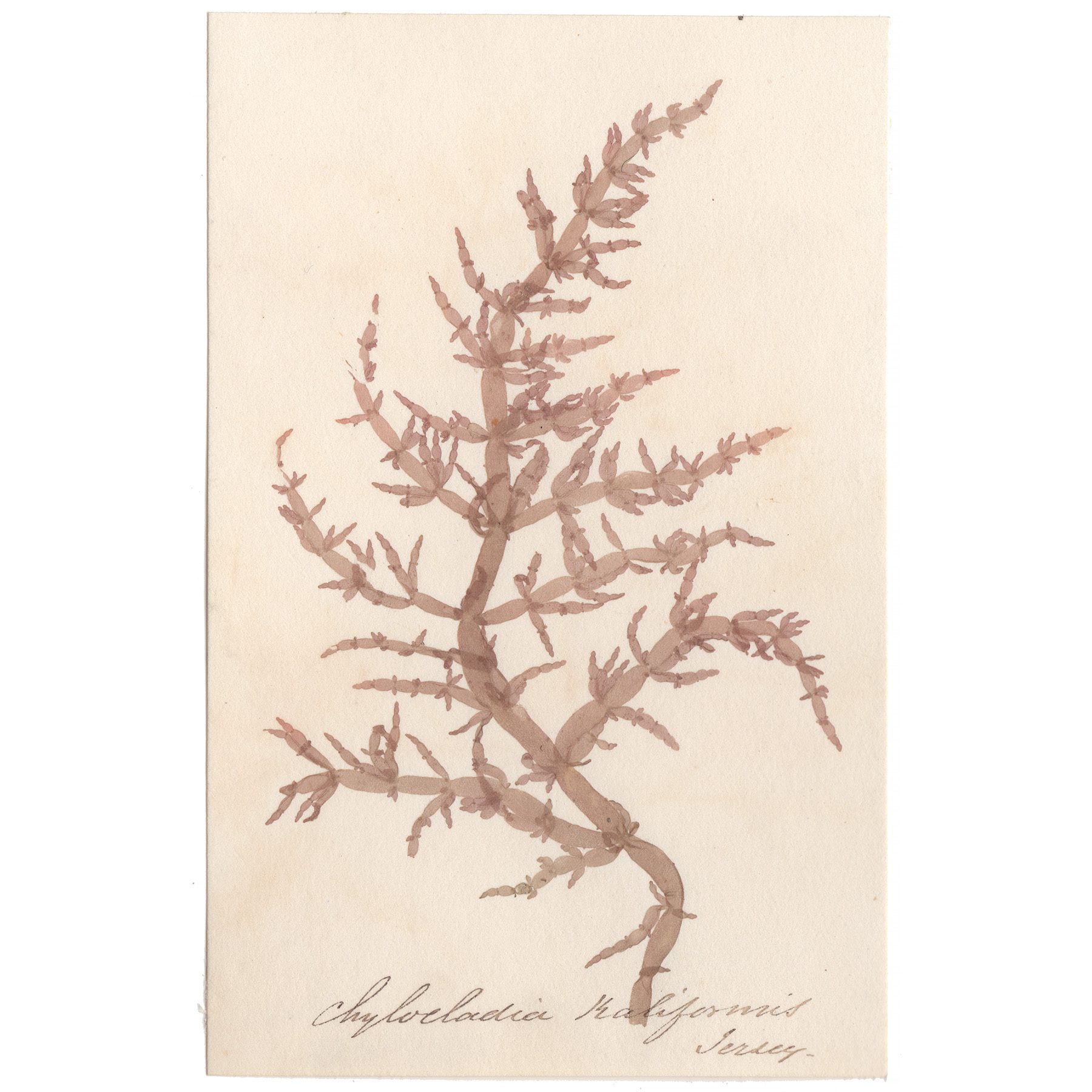 Chyloeladia kaliformis Antique Sea Algae Herbarium