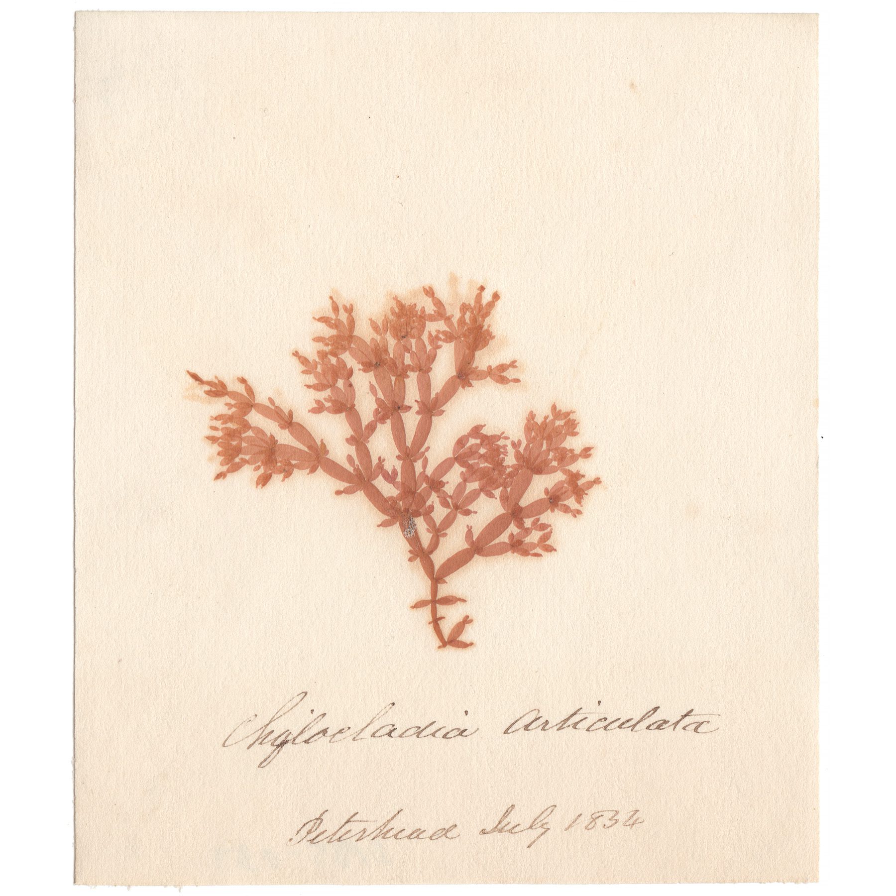 Chyloeladia articulata Antique Sea Algae Herbarium