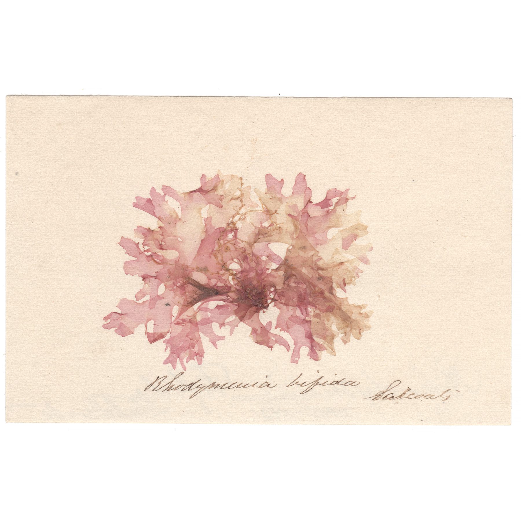 Rhodymenia bifida Antique Sea Algae Herbarium