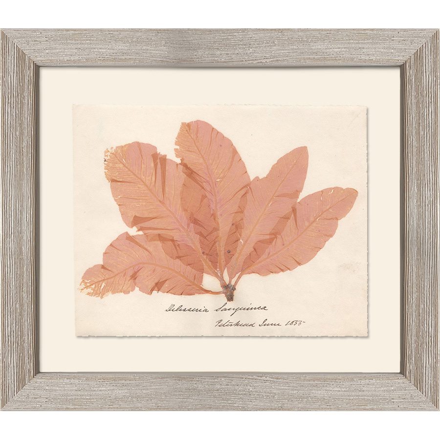 Framed artwork to protect fragile herbarium specimen.