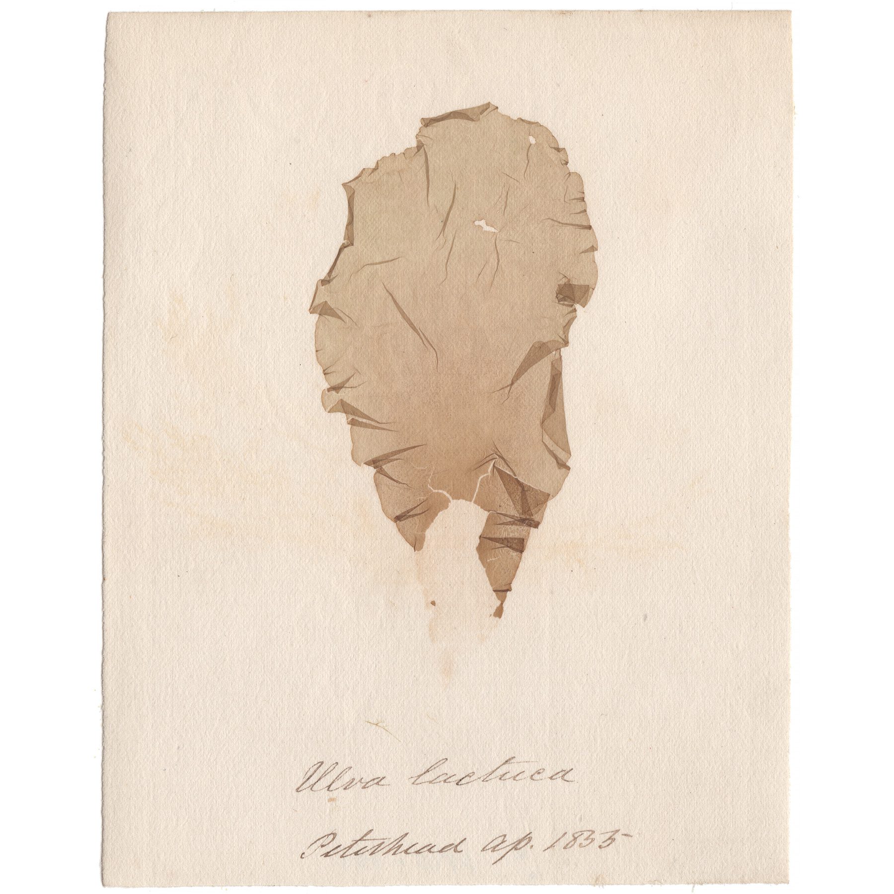 Ulva lactuea Antique Sea Algae Herbarium