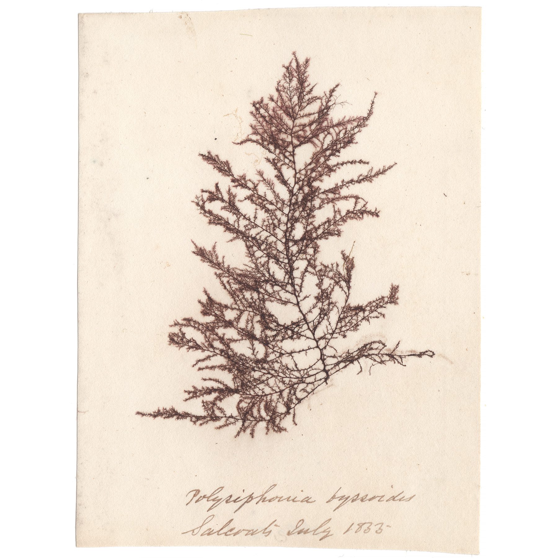 Polysiphonia byssoides Antique Sea Algae Herbarium