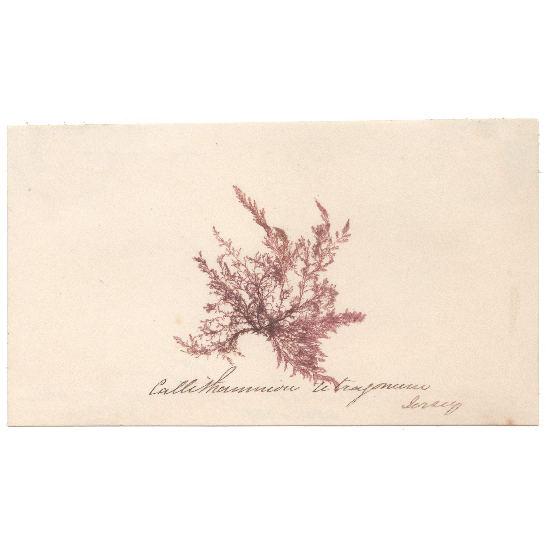 Callithanuniou Tetragonum Antique Sea Algae Herbarium