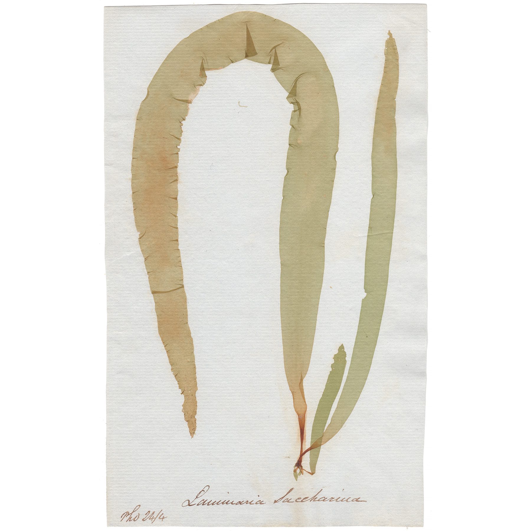 Laminaria saccharina Antique Sea Algae Herbarium