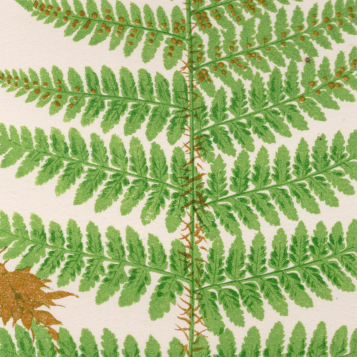 Lowe Ferns Vol 6 Plate 21 Rigid Shield Fern - Image 2