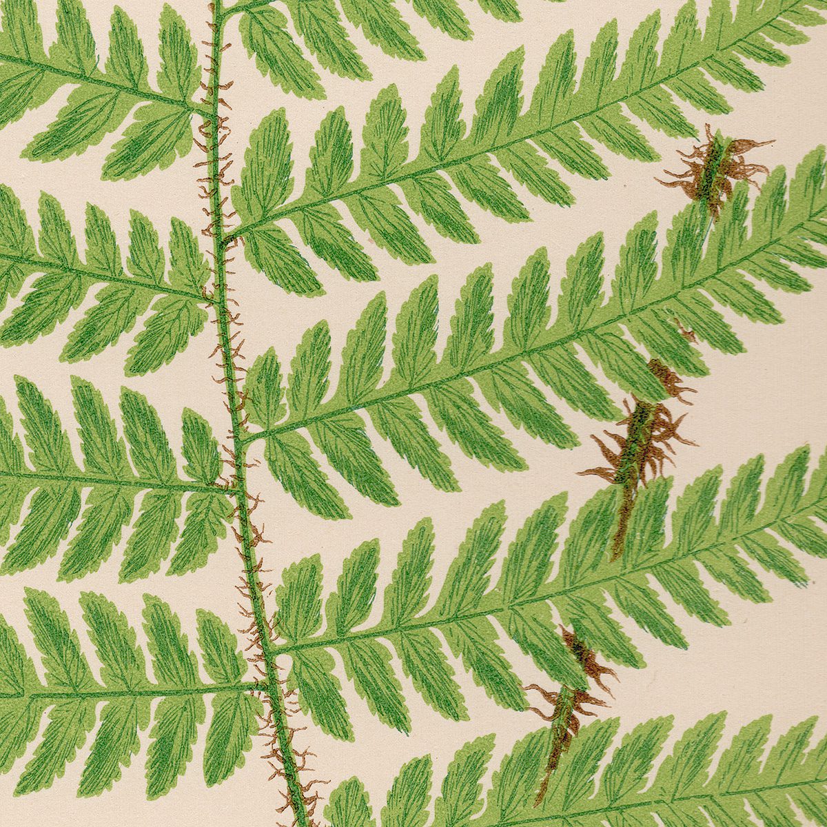 Lowe Ferns Vol 6 Plate 39 Hemlock-leaved Shield Fern - Summer Weeds