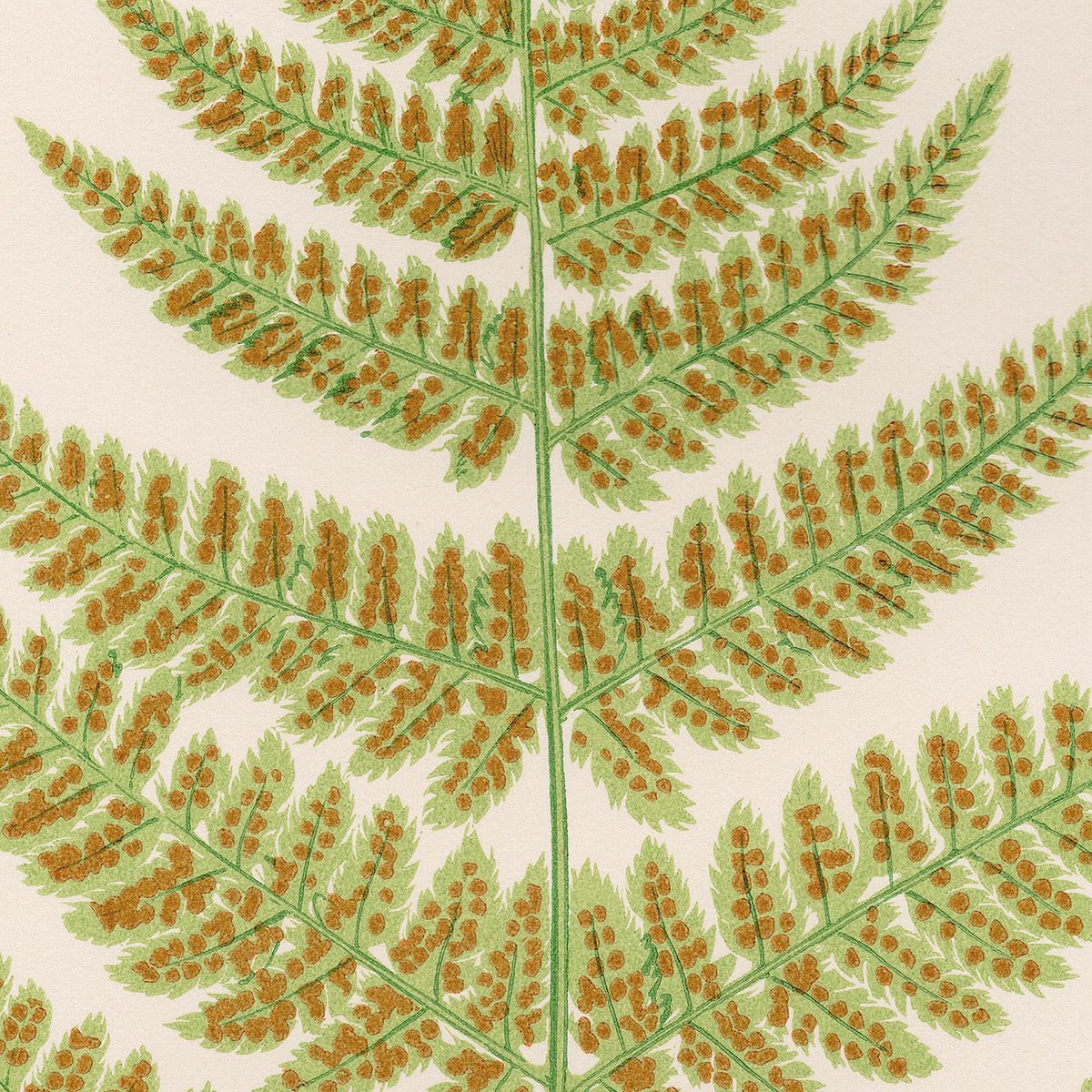 Lowe Ferns Vol 6 Plate 39 Hemlock-leaved Shield Fern - Summer Weeds