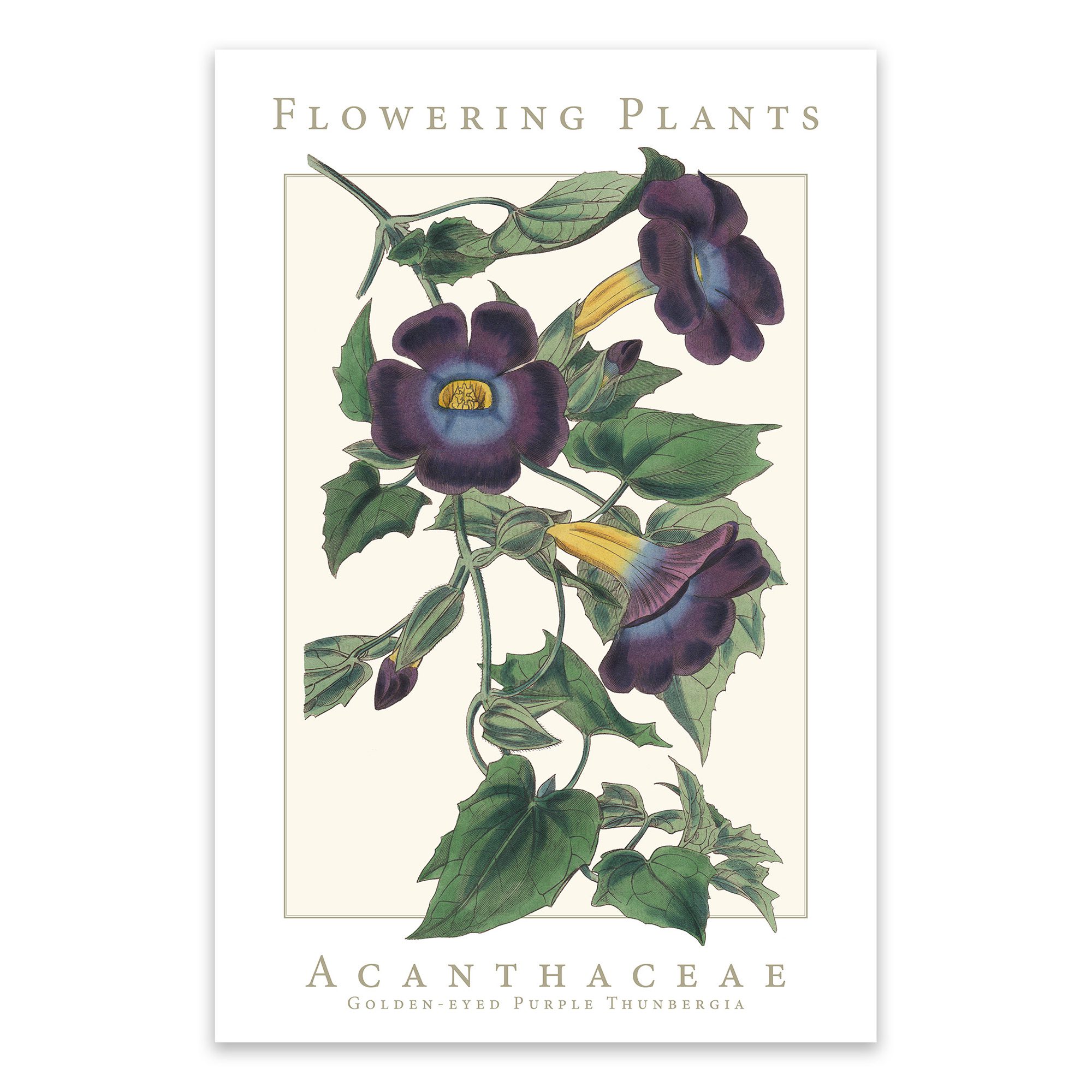 Acanthaceae Family Flowering Plants: Golden-eyed Purple Thunbergia Poster