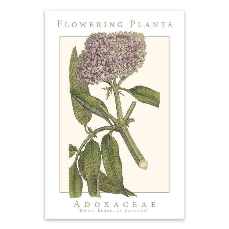 Adoxaceae Family Flowering Plants: Dwarf Elder or Danewort Poster