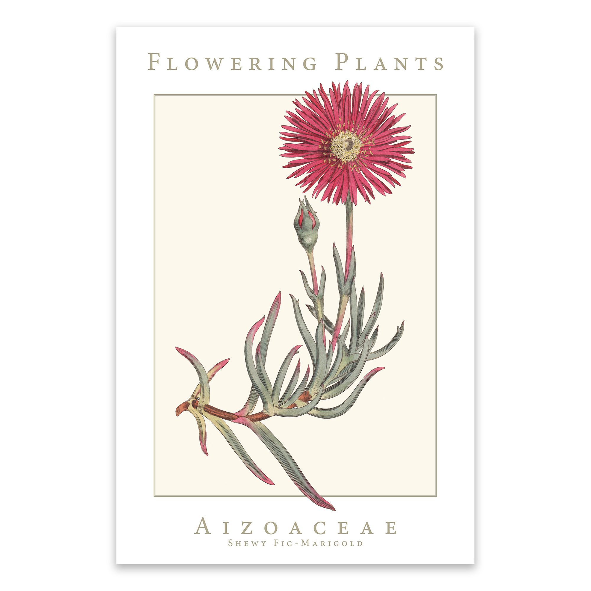 Aizoaceae Family Flowering Plants: Shewy Fig-Marigold Poster