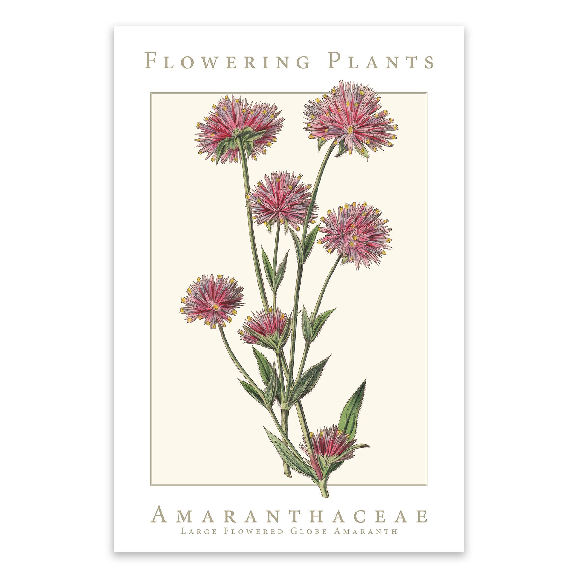Amaranthaceae Family Flowering Plants: Large Flowered Globe Amaranth Poster