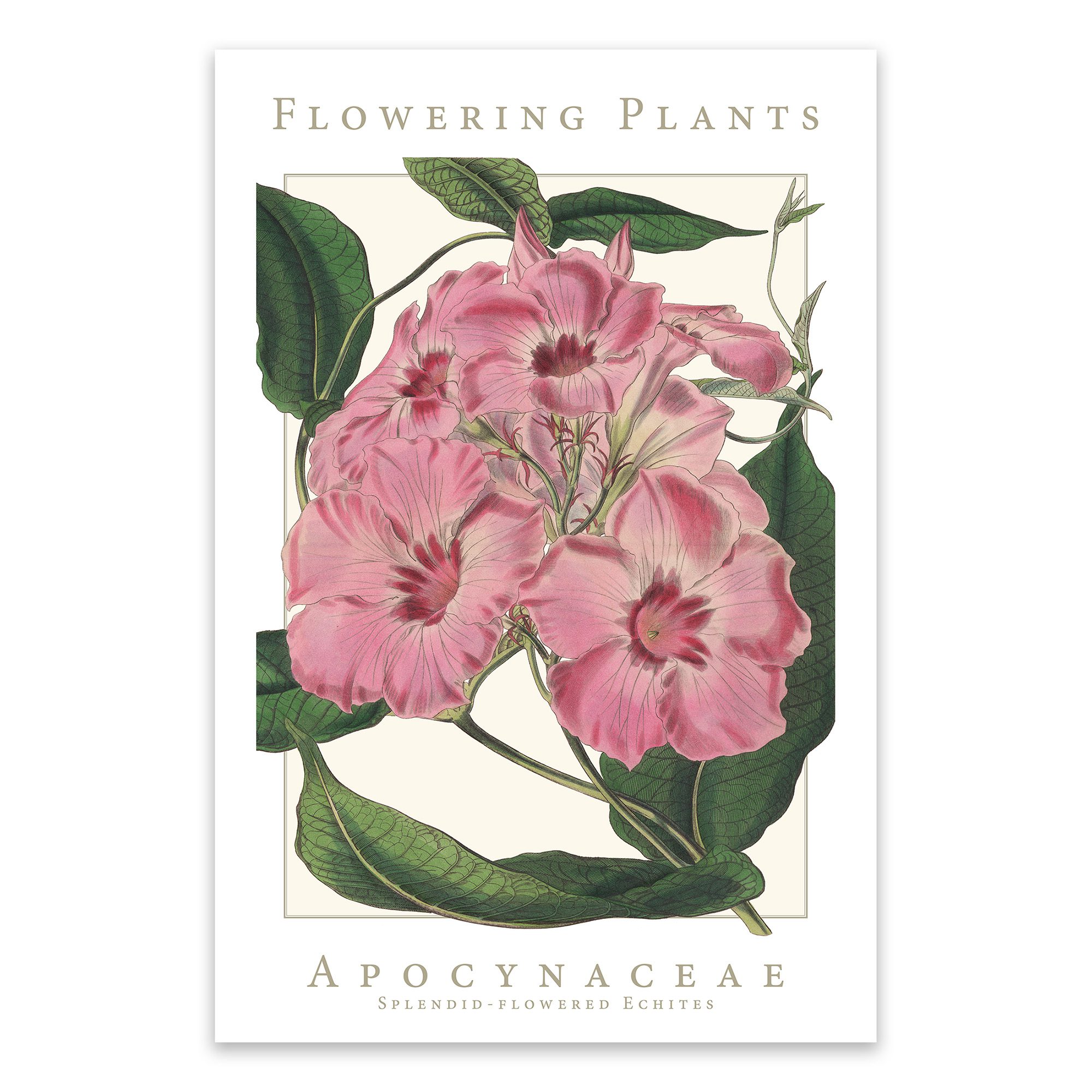 Apocynaceae Family Flowering Plants: Splendid-flowered Echites Poster