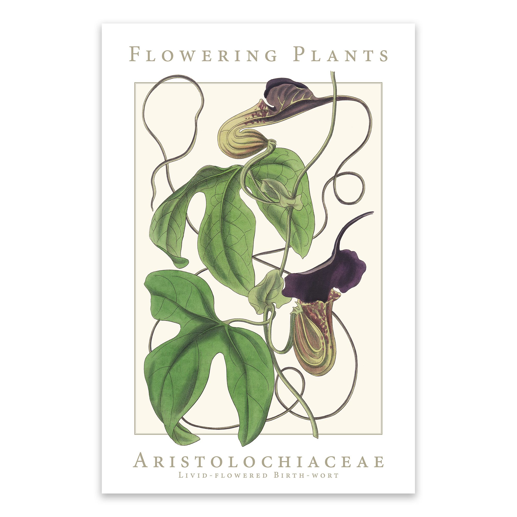 Aristolochiaceae Family Flowering Plants: Livid-flowered Birth-wort Poster