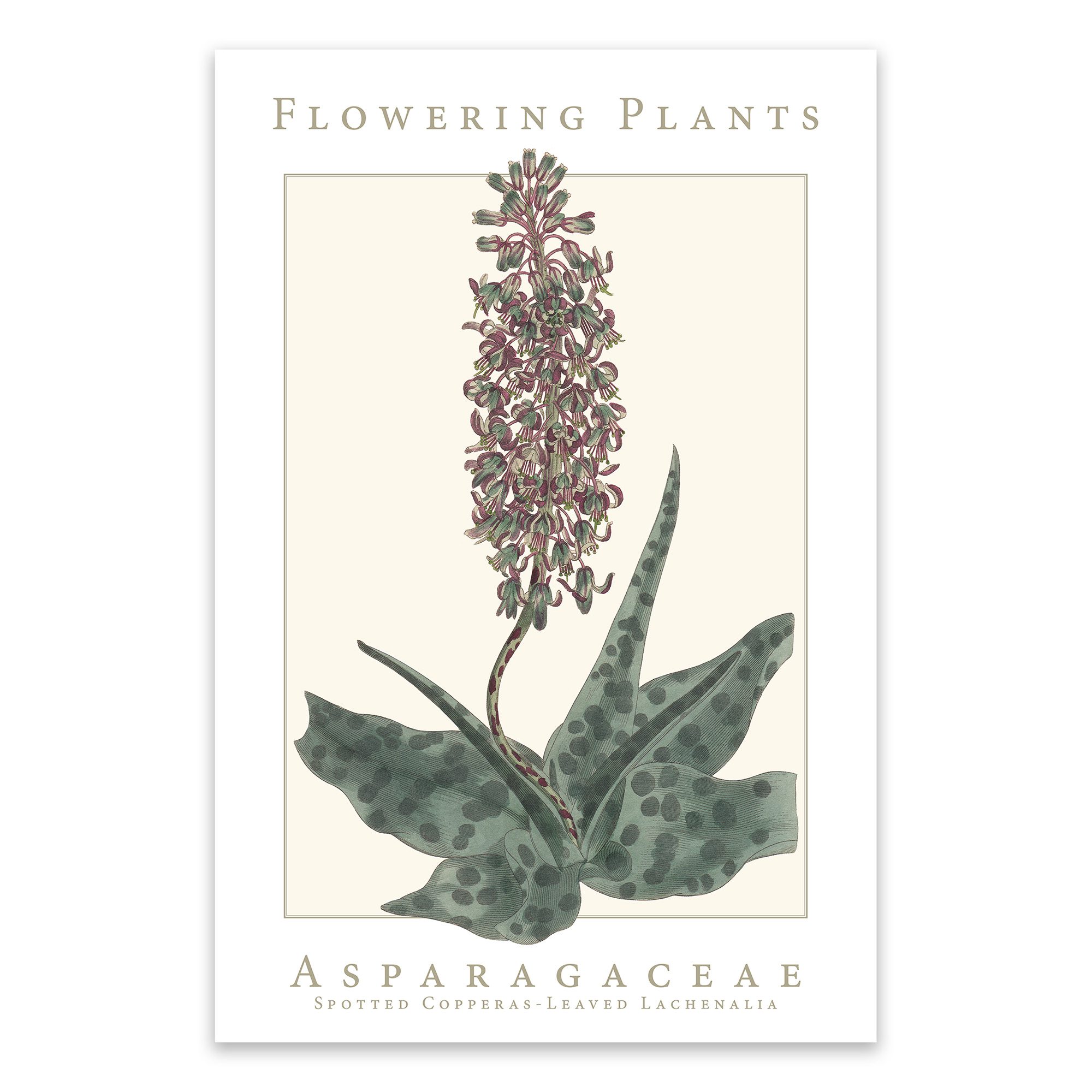 Asparagaceae Family Flowering Plants: Spotted Copperas-leaved Lachenalia Poster
