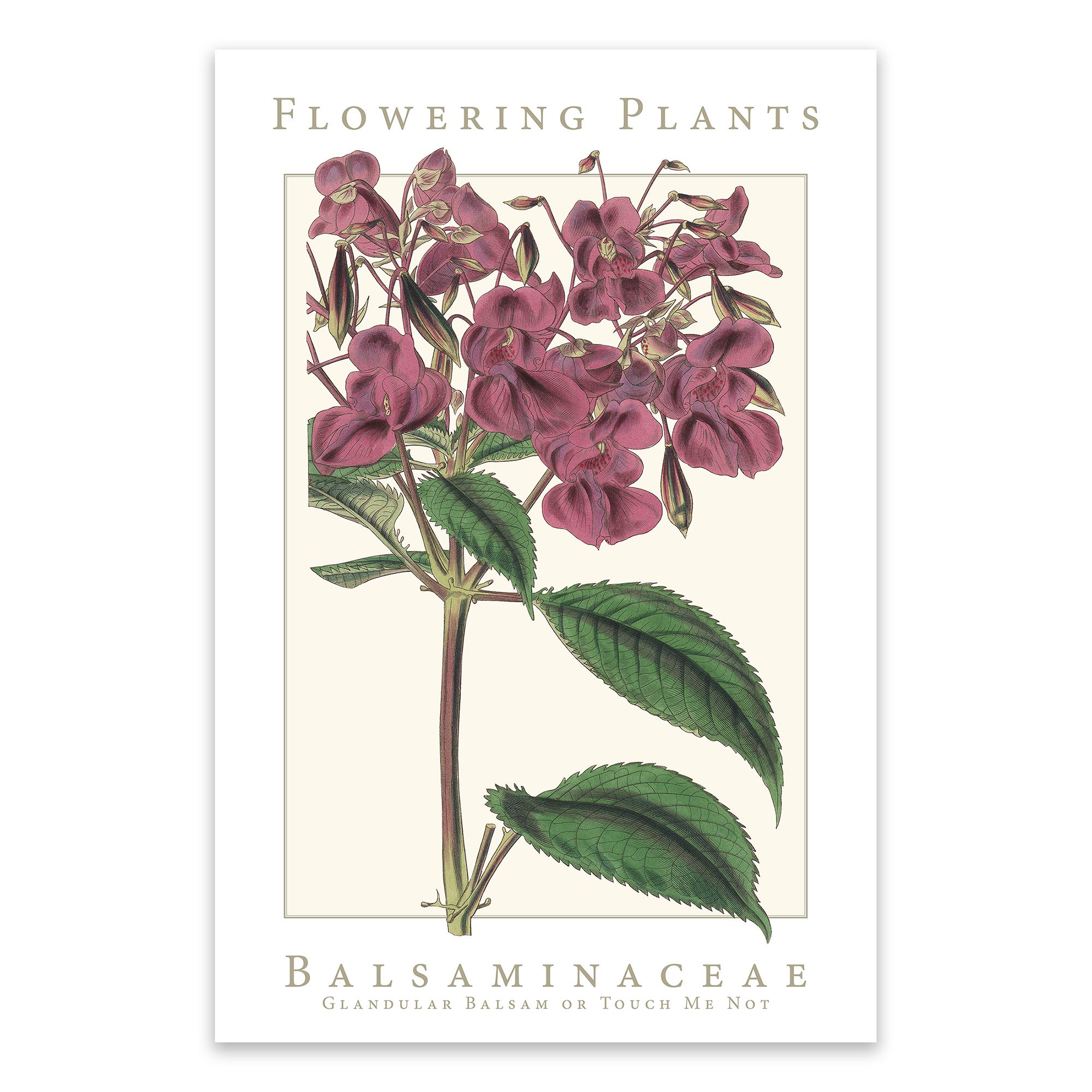 Balsaminaceae Family Flowering Plants: Glandular Balsam or Touch Me Not Poster