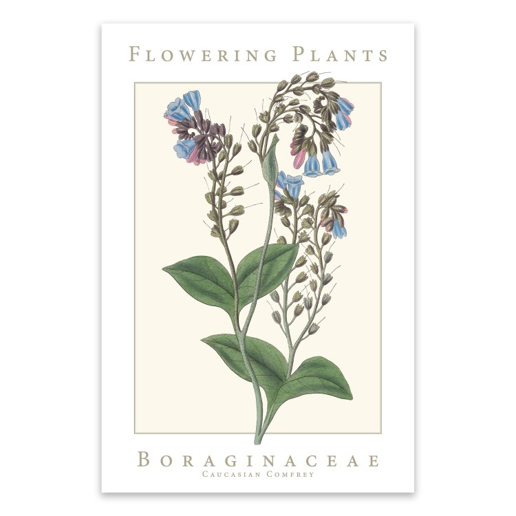 Boraginaceae Family Flowering Plants: Caucasian Comfrey Poster