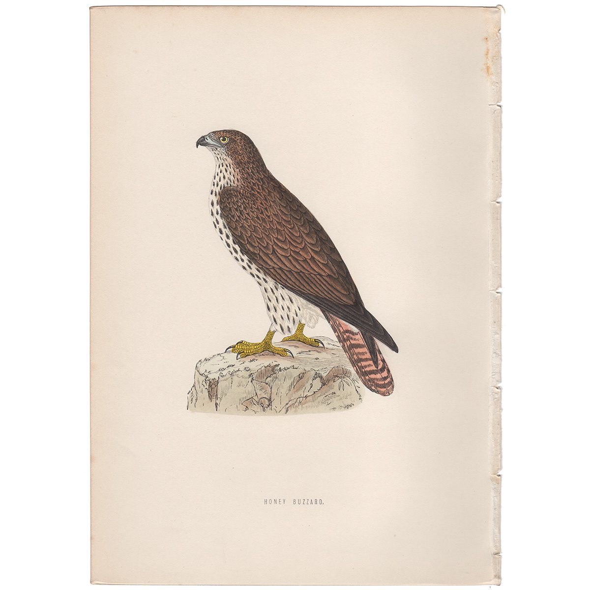 Morris Birds Plate 9 Honey Buzzard