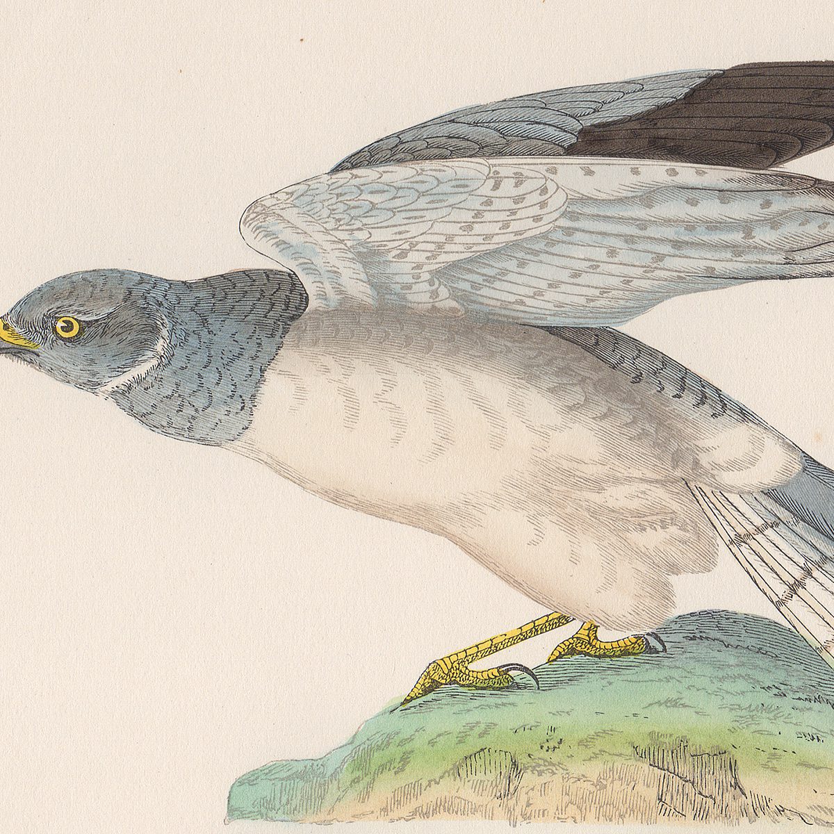 Morris Birds Plate 21 Hen Harrier - Image 2