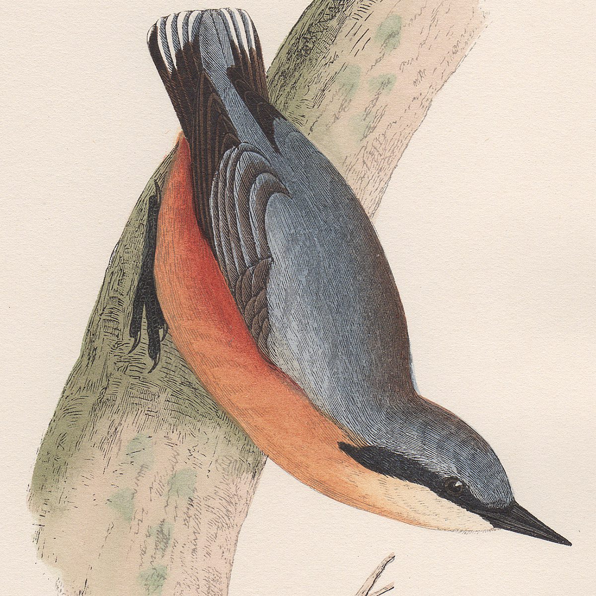 Morris Birds Plate 61 Nuthatch - Image 2