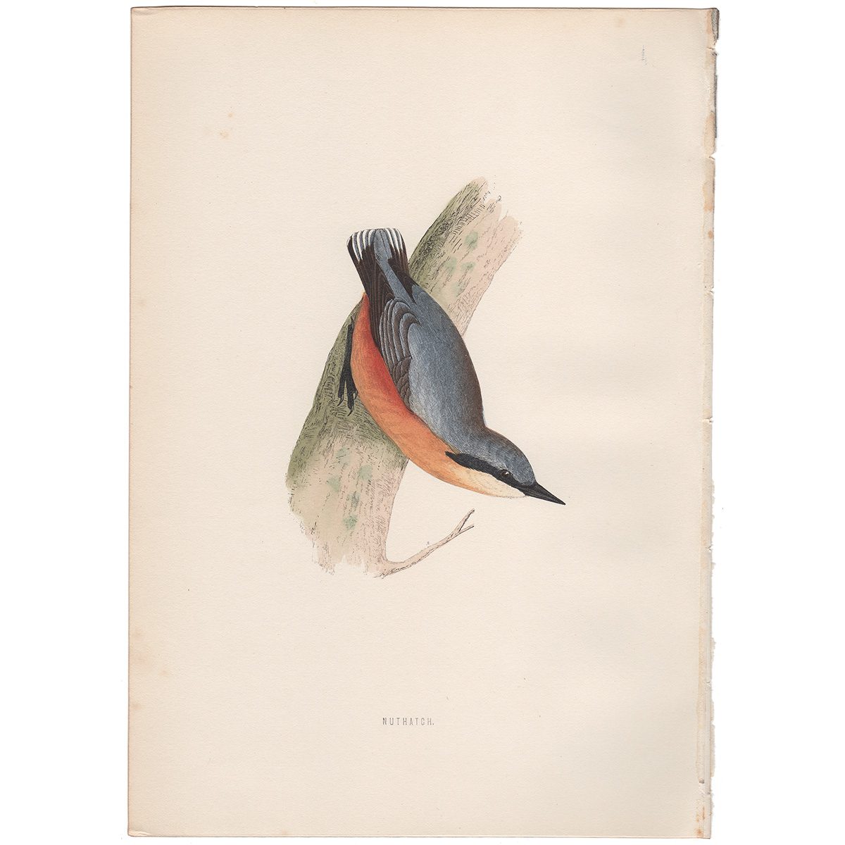 Morris Birds Plate 61 Nuthatch