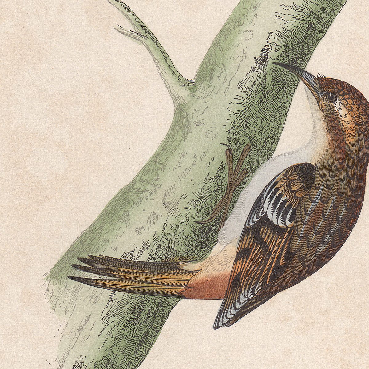 Morris Birds Plate 63 Creeper - Image 2