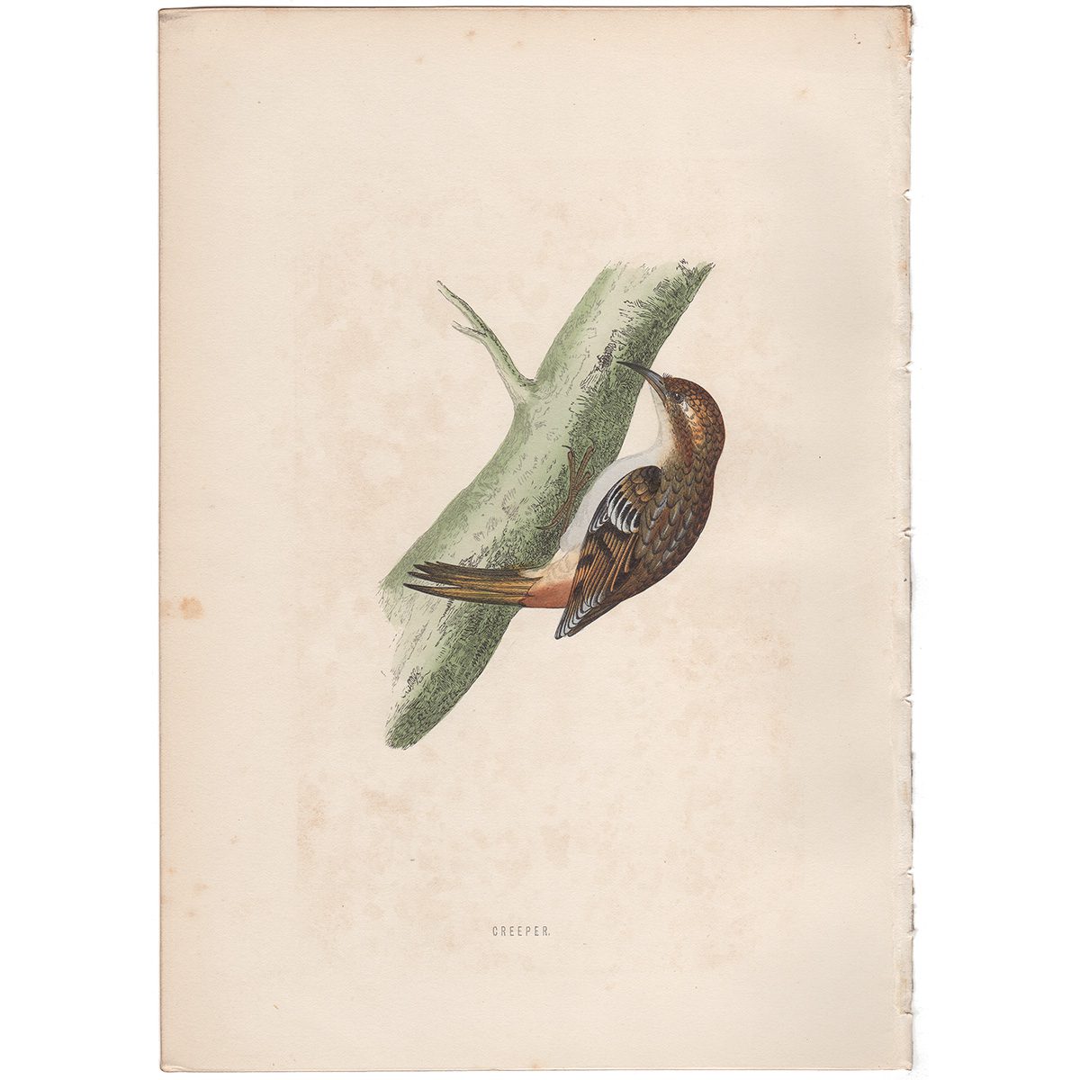 Morris Birds Plate 63 Creeper