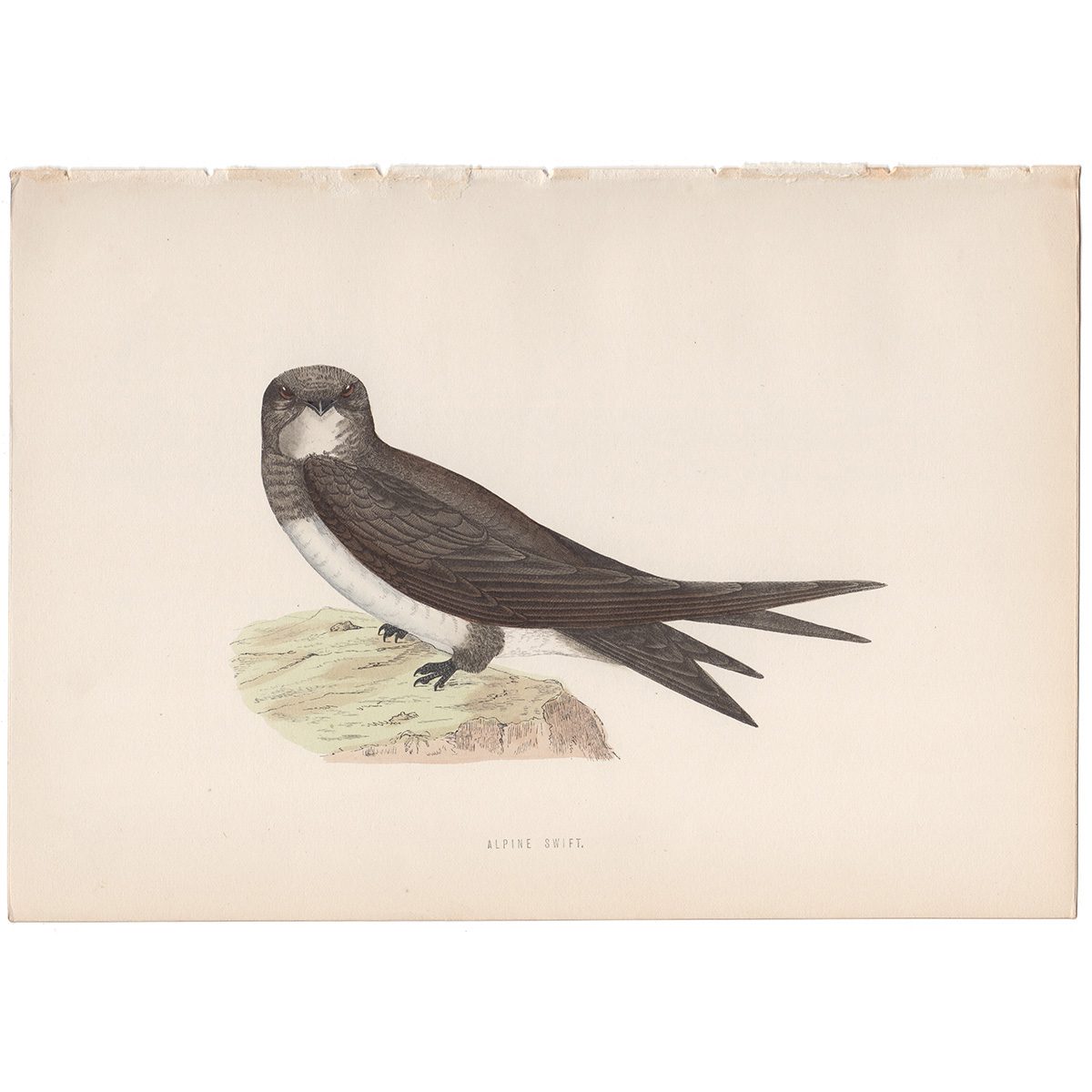 Morris Birds Plate 75 Alpine Swift