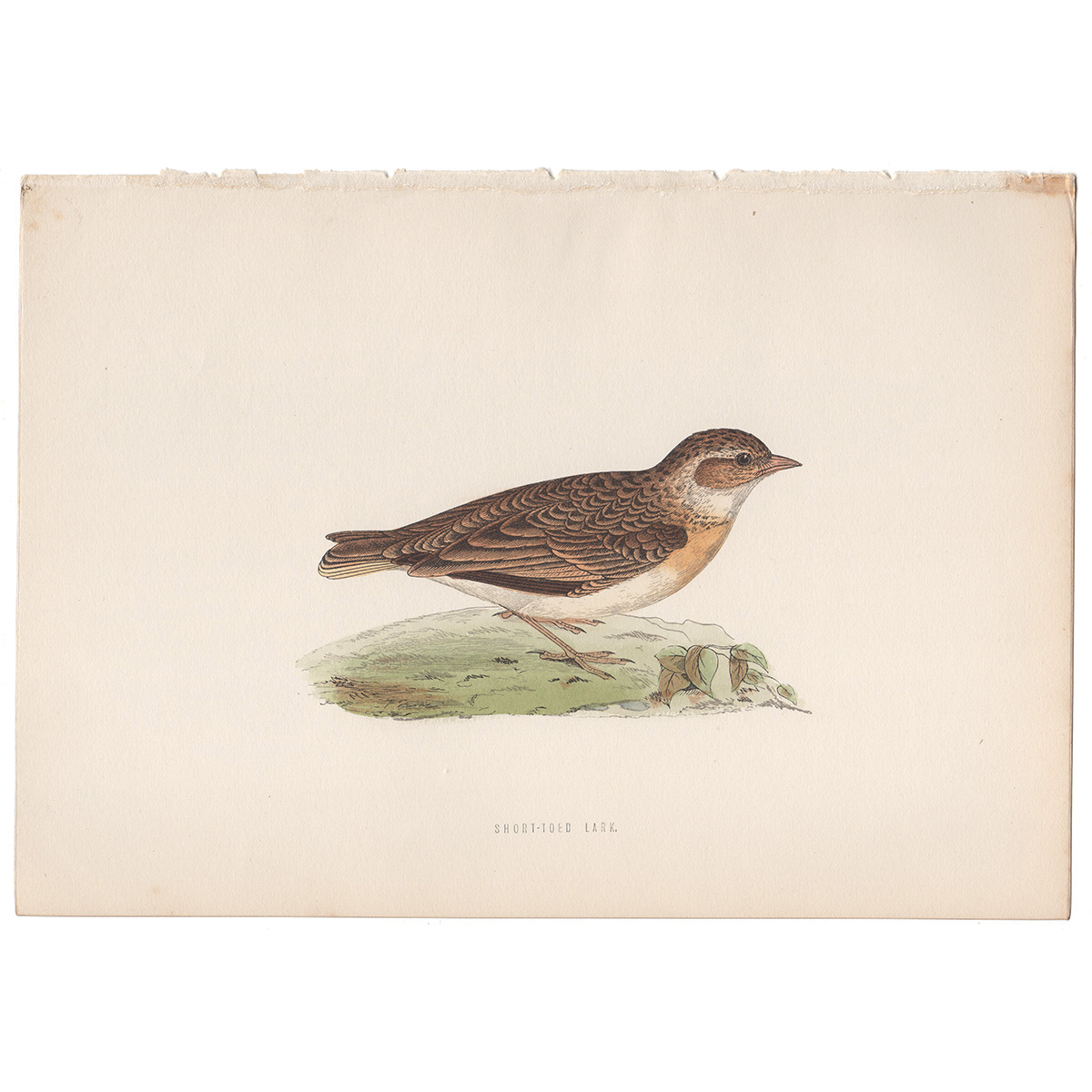 Morris Birds Plate 92 Short-toed Lark