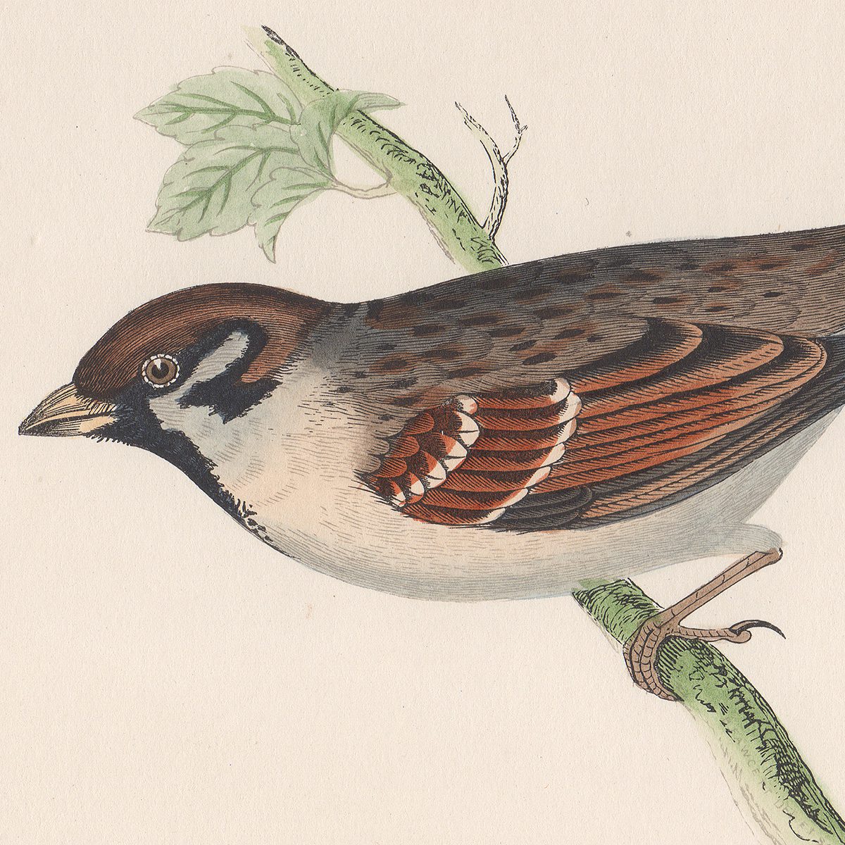 Morris Birds Plate 105 Tree Sparrow - Image 2