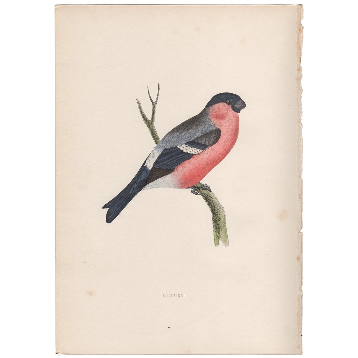 Morris Birds Plate 115 Bullfinch