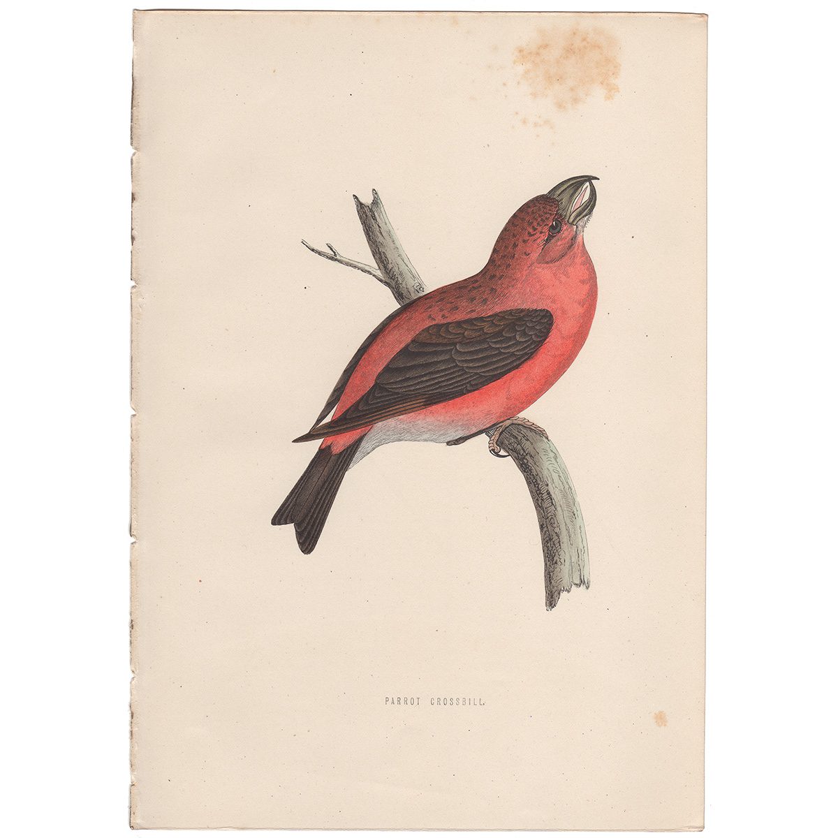 Morris Birds Plate 118 Parrot Crossbill